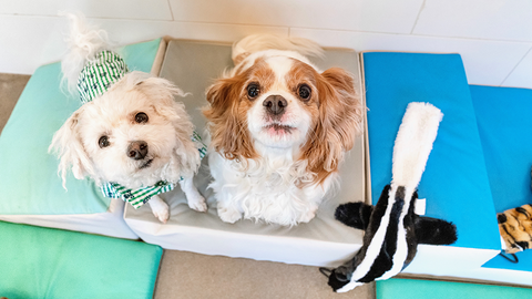 3 Benefits of Small Dog Daycare
