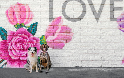 Find Out What Your Dog's Love Language Is With This Quiz!