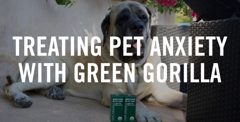 Treating Pet Anxiety With Green Gorilla CBD Oil