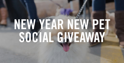New Year New Pet // Social Giveaway