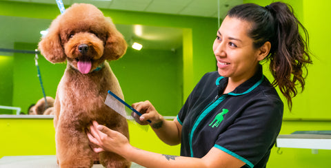 Spring Hairstyle Ideas For Your Pup