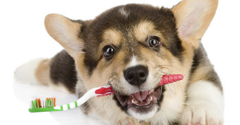 February is National Pet Dental Health Month