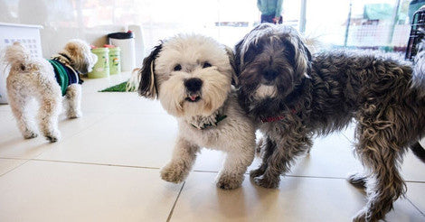Refer A Friend To Small Dog Daycare