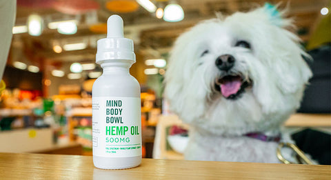 Should I Give CBD to My Dog?