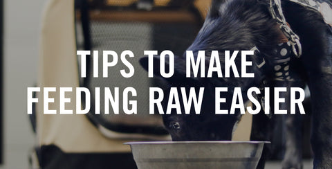 Tips to Make Feeding Raw Food Easier