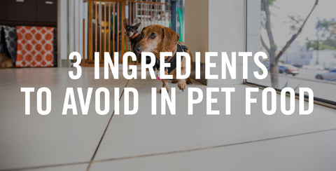 3 Ingredients To Avoid In Your Pet’s Food