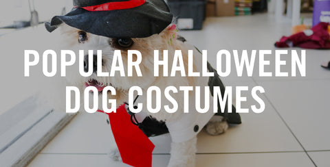 Popular Halloween Dog Costumes