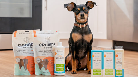 Tips to Freshen Up Dog Bad Breath