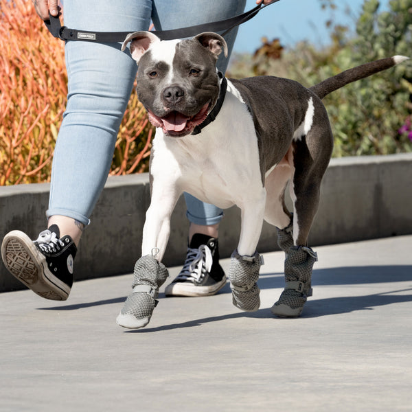 Canada Pooch Hot Pavement Boots Grey HEALTHY SPOT