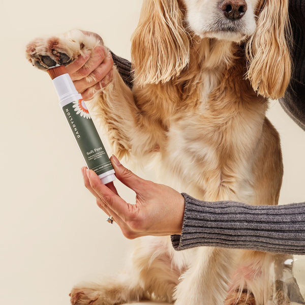 Softpaws for dogs top