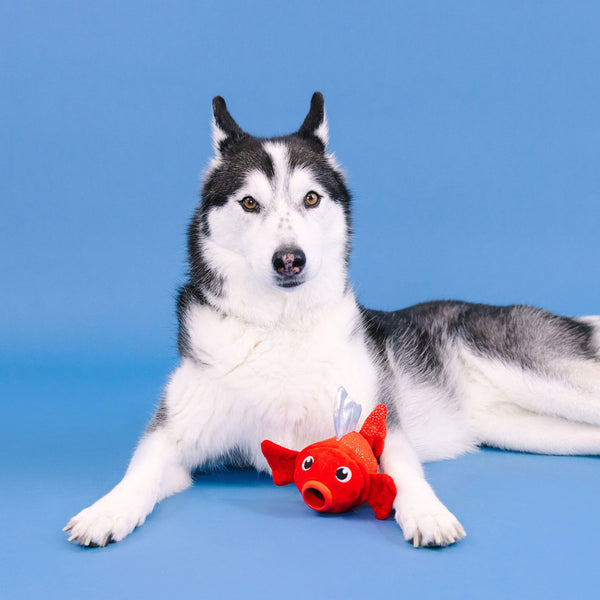Fringe Plush & Rubber Fish Dog Toy – HEALTHY SPOT