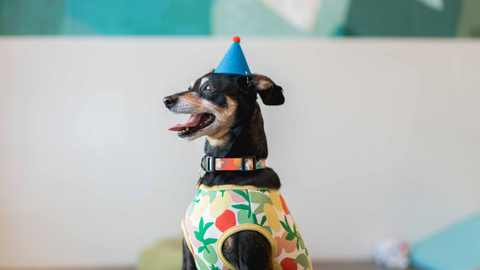 Must-Have Tips For Planning A Pawty