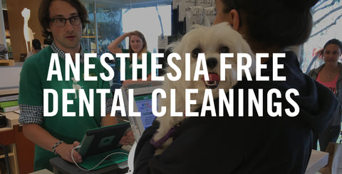 Anesthesia Free Dental Cleaning With K9 Grillz