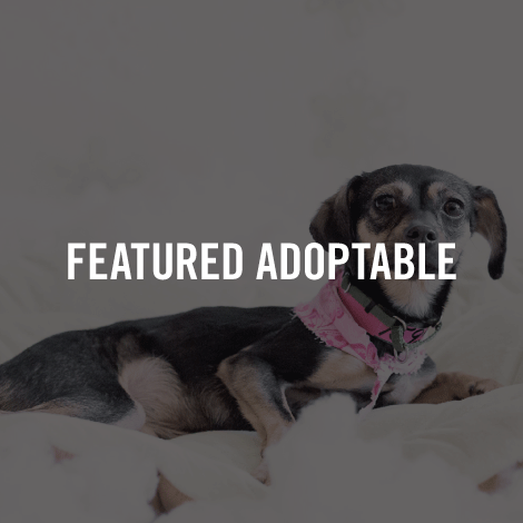 Featured Adoptable: Jasper!