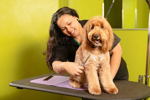 Spot’s Salon’s Spring Grooming For Dogs