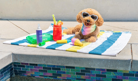 Pool Day With Your Pup!