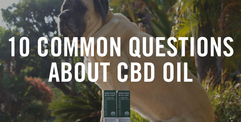 CBD-oil-for-dogs