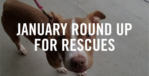 January Round Up For Rescues // Pacific Pups Rescue