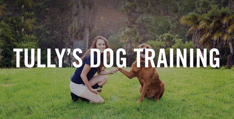 New Year New Pet // Tully's Dog Training