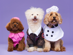 PICTURE PERFECT HALLOWEEN COSTUMES FOR YOUR PET'S UNIQUE PERSONALITY