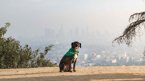 Pet-Friendly Summer Stops Near Healthy Spot