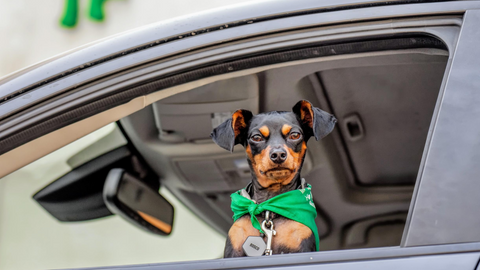 Essentials & Tips For A Dog-Friendly Road Trip