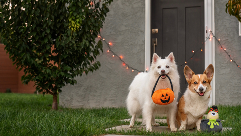 5 Costumes for Dogs This Halloween