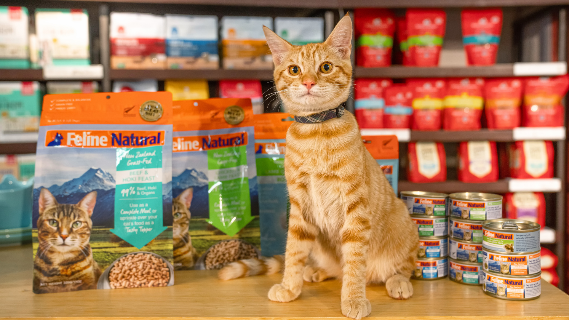 K9 top cat food