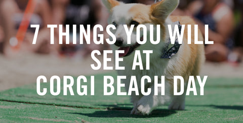 7 Things You Will See at Corgi Beach Day