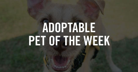 Adoptable Pet of the Week: Stevie