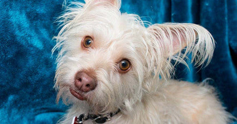 Meet Brando! This Week's Featured Adoptable Dog