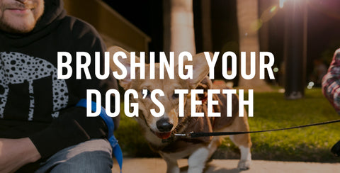 Tips For Brushing Your Dog's Teeth