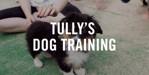 Introducing Tully's Dog Training