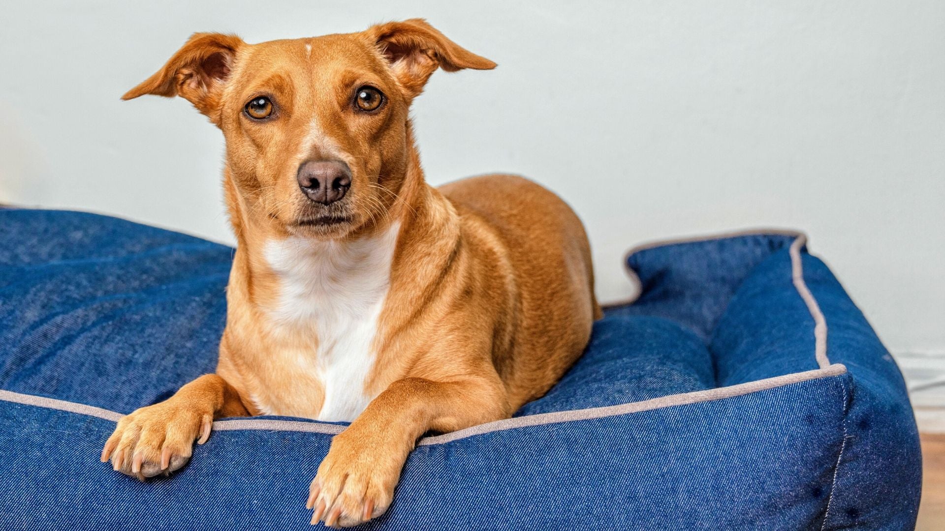 Healthy spot outlet dog beds