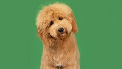Freshen Up Your Pup's Look This Spring With These New Hairstyles!