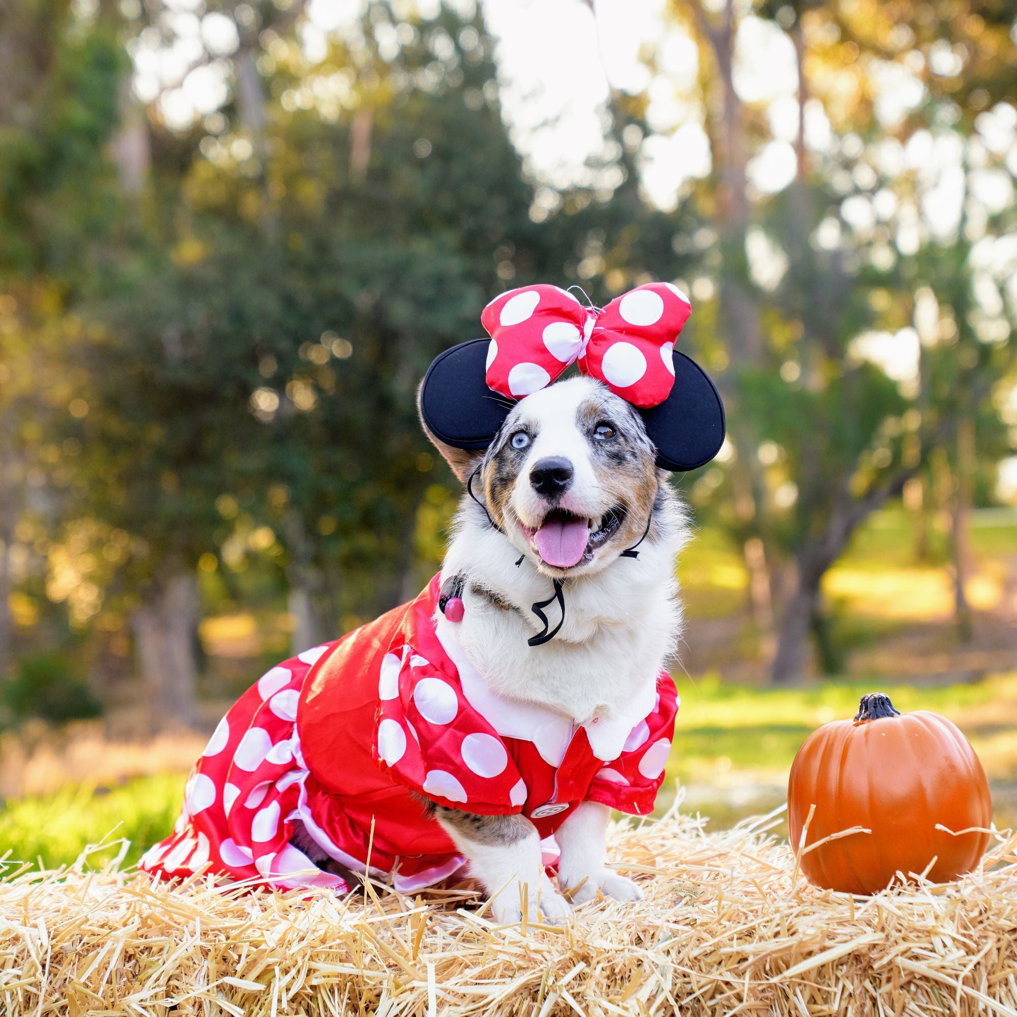 Minnie mouse best sale dog clothes