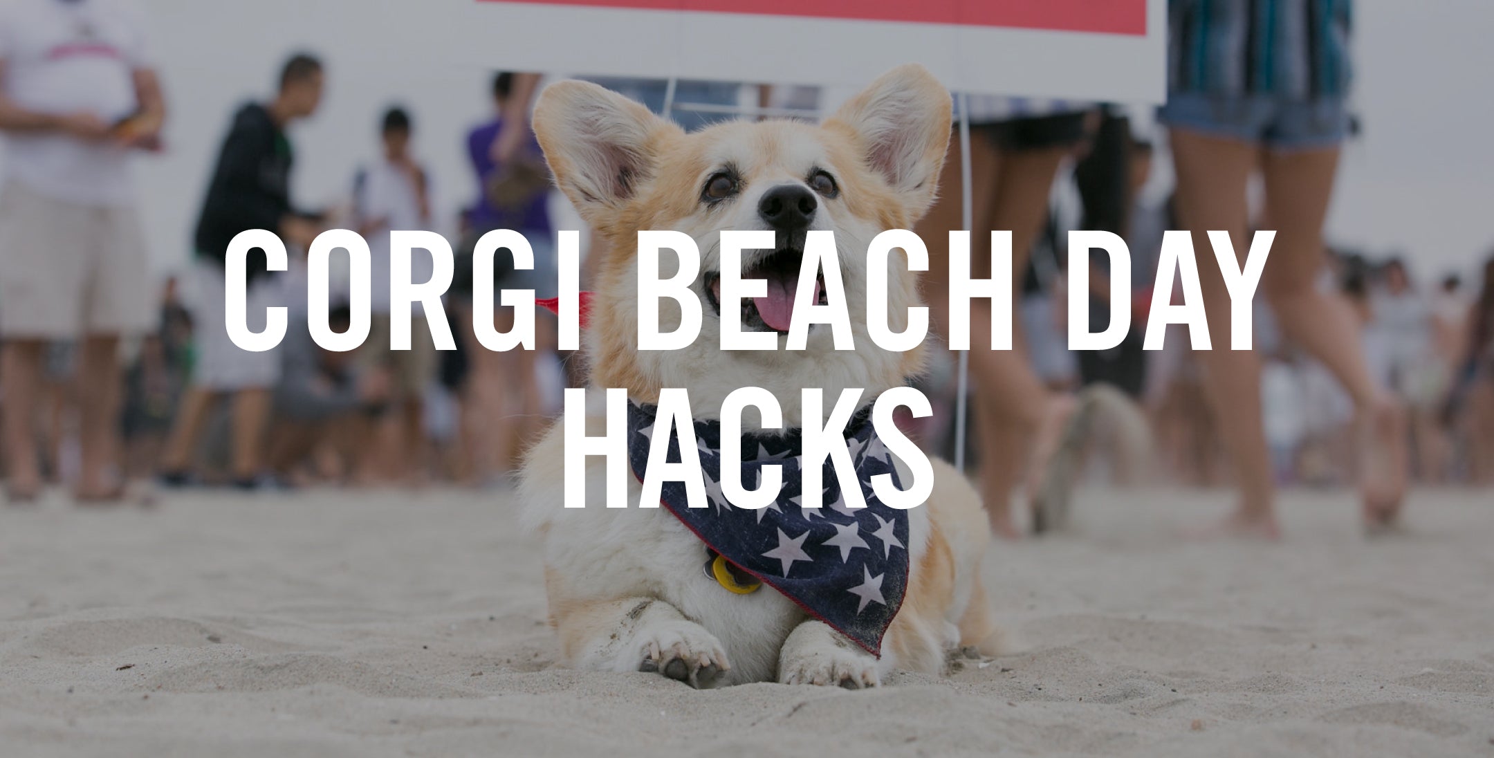 Corgi Beach Day Hacks – HEALTHY SPOT