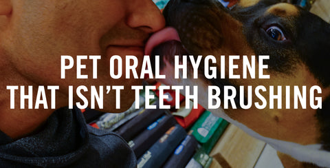 Pet Oral Hygiene That Isn't Teeth Brushing