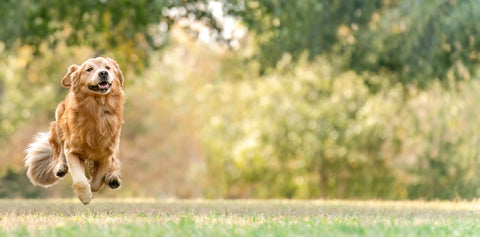 January 2026 Healthy Start Promotions