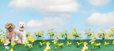 March 2026 Healthy Start Promotions