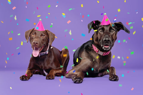 Two dogs in party hats are smiling at the camera