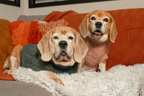 Two dogs in sweaters sitting on a cozy couch