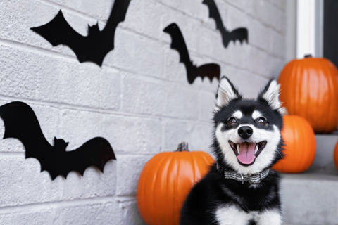 October 2026 Fall Favorites Promos