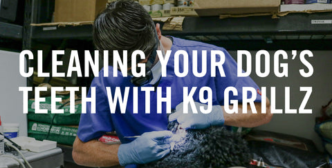 Cleaning Your Dog’s Teeth with K9 Grillz Anesthesia Free Dental Cleaning
