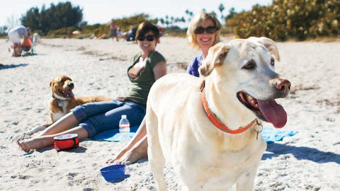 Top 5 Dog Friendly Places In Long Beach