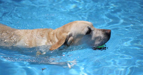 How To Teach Your Dog To Swim