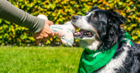 Go Green with Your Pet for Earth Day