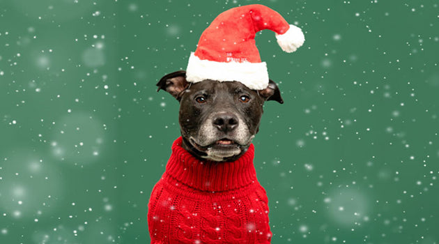 50% off SELECT apparel, collars, harnesses & leashes 