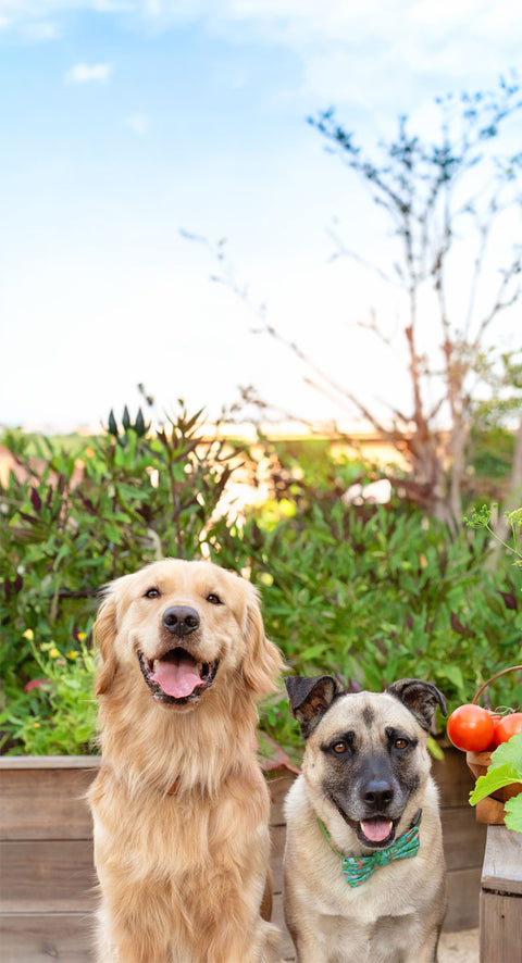 Spring Into Better Nutrition