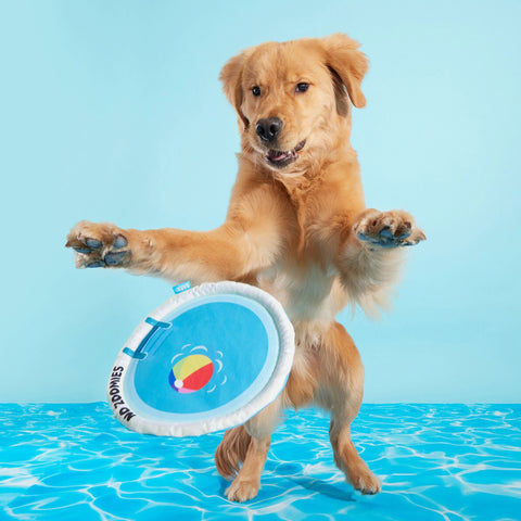 Lifestyle Image of Dog Jumping for Disc Dog Toy with Pool Design